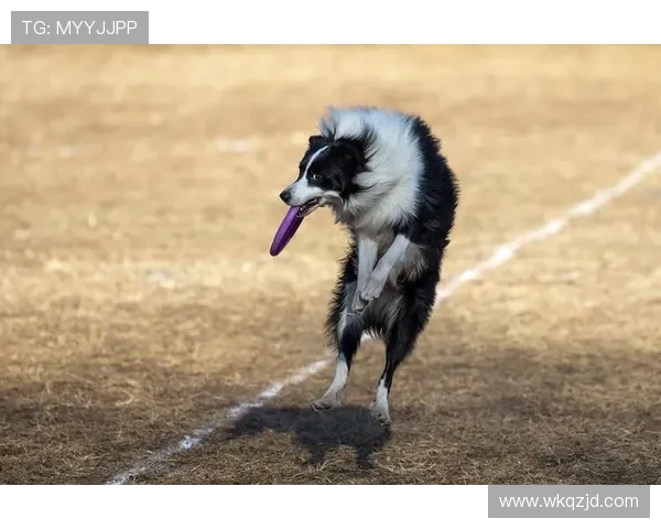 北京飞盘队速度表现分析及其对比赛胜负的影响探讨